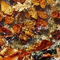 Kolorowy świat pod wodą... #woda #jezioro #liście #jesień