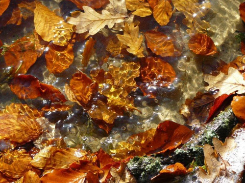 Kolorowy świat pod wodą... #woda #jezioro #liście #jesień