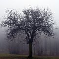 #drzewo #mgła #gruszka #grusza #mglista