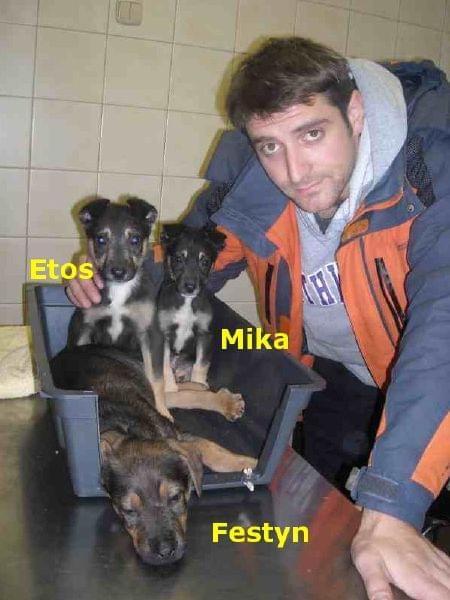 szczeniaki Etos, Mika i Festyn