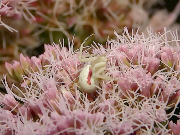 Misumena vatia