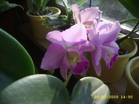 Cattleya "secret love" in winter