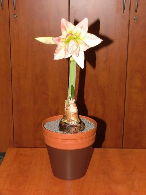 odmiana 'Aphrodite' - 2 lutego 2009 #amarylis #Aphrodite #Hippeastrum #hydroponika