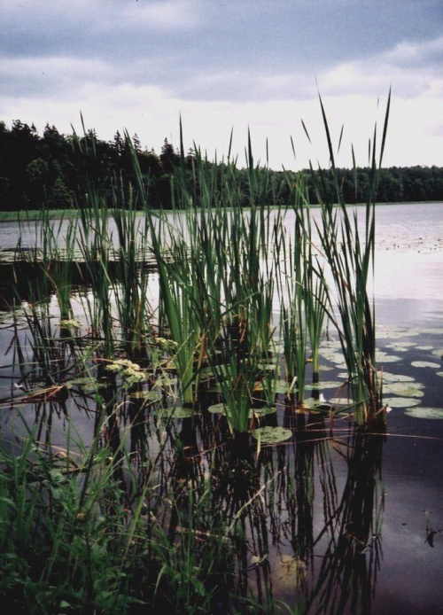 Jezioro Łaźno w Puszczy Boreckiej.