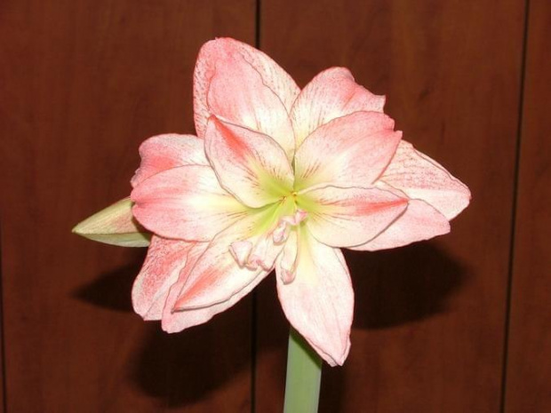 odmiana 'Aphrodite' - 3 lutego 2009 #amarylis #Aphrodite #Hippeastrum #hydroponika