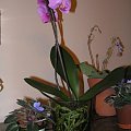 phalaenopsis #storczyki #orchidea