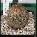 Parodia zecheri