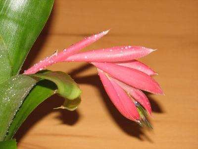 kwiat 1