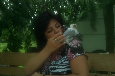 Bambucel i Kruszek #gołąb #golebie