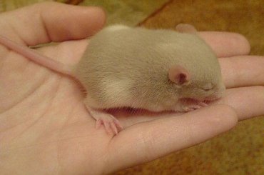 #Szczury #szczur #szczurki #ogony #ogonki #ciury #gryzonie #szczurzyce #szczurcie