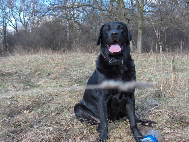 Rosa mój labrador nad wodą i w lesie