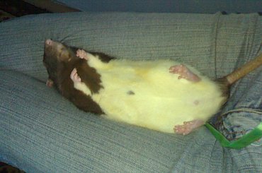 #Szczury #szczur #szczurki #ogony #ogonki #ciury #gryzonie #szczurzyce #szczurcie