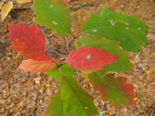 kolory jesieni #przyroda #jesień #las