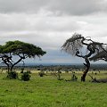 park narodowy Tsawo East #Kenia