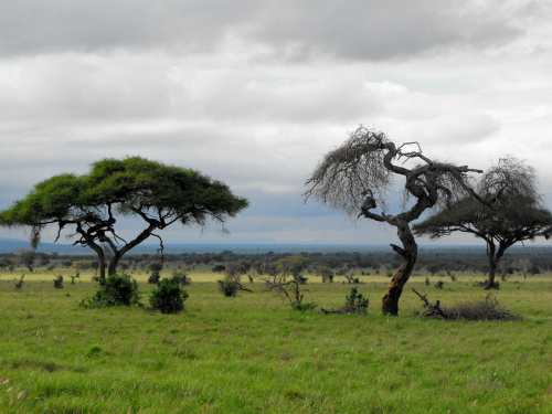 park narodowy Tsawo East #Kenia