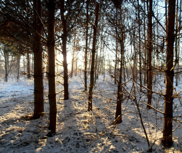 Zimowy las. #drzewa #zima #las #słońce #mróz #śnieg
