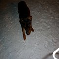 Spojrzenie z góry #adopcja #Dobek #Doberman #pies #pomoc #schronisko