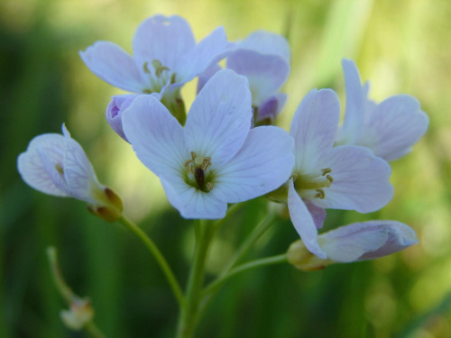 Śmietanki #Kwiaty #flora