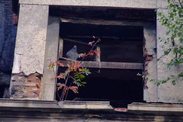 :) tutaj mam wątpliwości co do kategorii zdjęcia... powiedzmy, że przyroda :) #gołąb #okno #bytom #ruina #pustostan