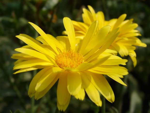 Nagietki żółte #Kwiaty #flora #nagietki