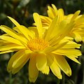 Nagietki żółte #Kwiaty #flora #nagietki
