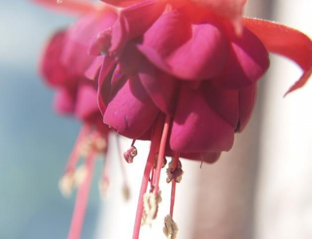 Zdjecia makro roslin :)