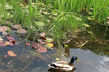 Kaczor #Koluszki #kaczor