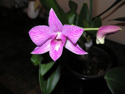 dendrobium phalaenopsis #storczyki #orchidea #kwiatki #kwiaty