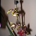cambria #storczyki #orchidea #kwiatki #kwiaty