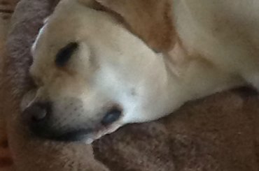 #galeria #Homer #labrador #pies #zdjęcia