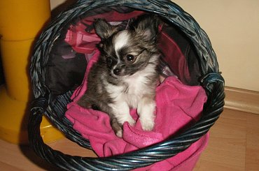 z Gdańska do Wrocławia przez Łódź... miałem prawo być padnięty, tak? #Chihuahua