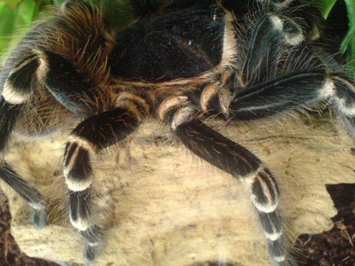 A. geniculata