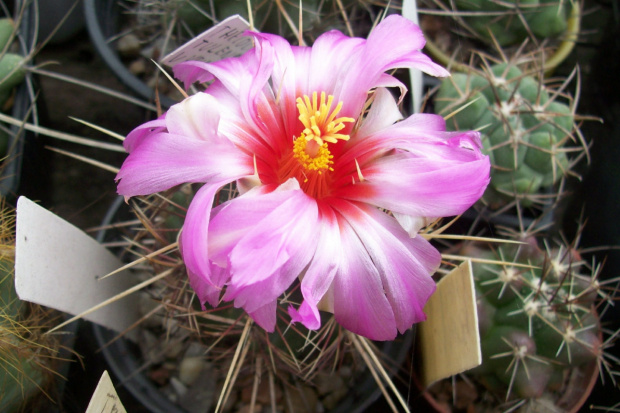 Thelocactus bicolor