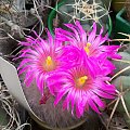 Mammillaria guelzowiana