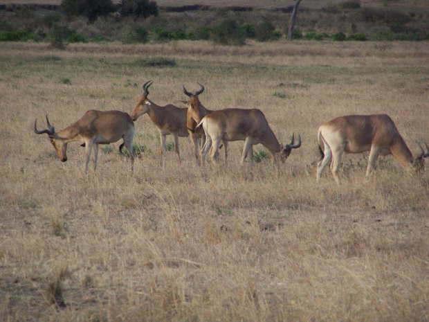 kenia #Kenia