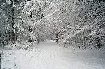 #zima #las #PuszczaBiałowieska