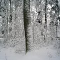 #zima #las #PuszczaBiałowieska