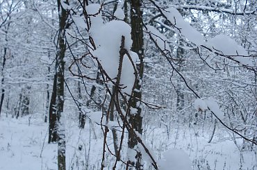 #zima #PuszczaBiałowieska