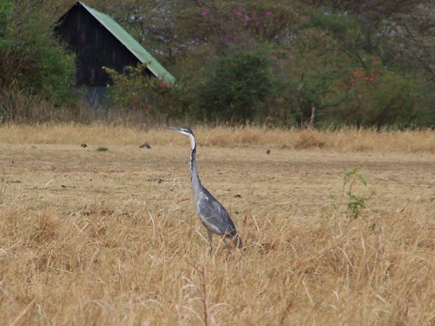 Kenia #kenia