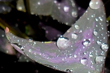 natura #natura #przyroda #rośliny #liść #deszcz