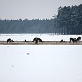 Jadąc samochodem spotkałam takie stadko sarenek :)))