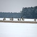 Jadąc samochodem spotkałam takie stadko sarenek :)))