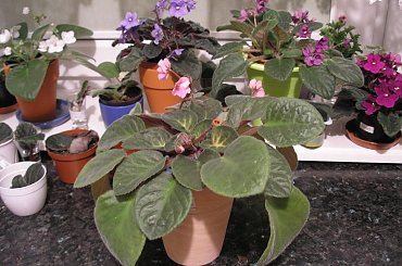 fiołek afrykański, Saintpaulia #fiołek #FiołekAfrykański #kwiatki #Saintpaulia