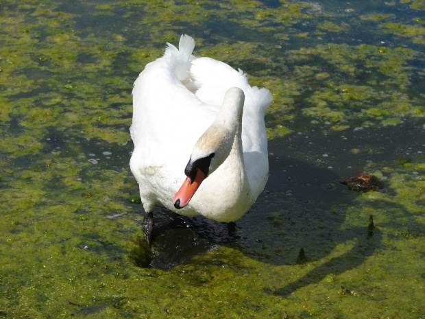 Łabędź w zielonym #Zwierzęta #fauna #animals #łabędzie #ptaki