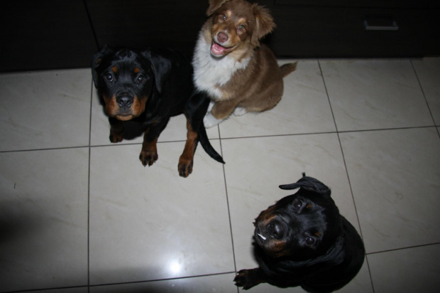 #rottweiler #pies #psy