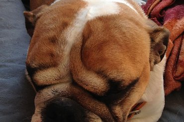 #BuldogAngielski #bulldog #forum