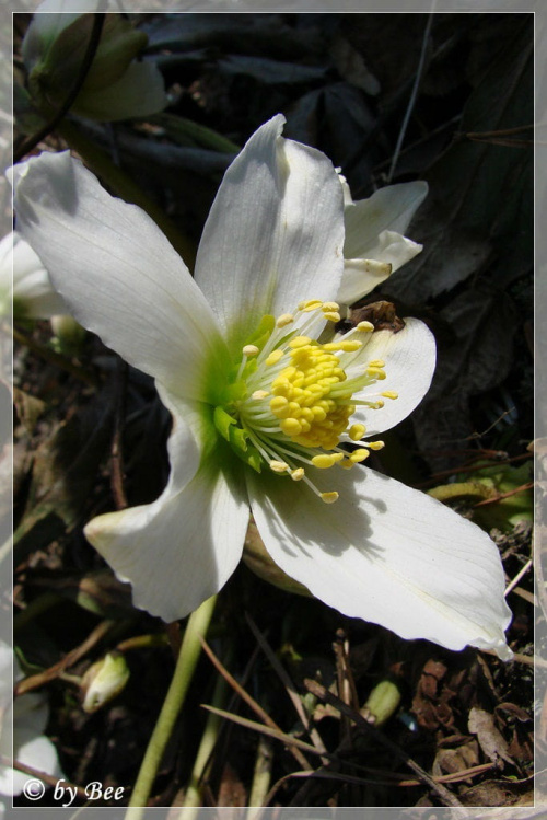 Ciemiernik biały #kwiaty #ogród #wiosna
