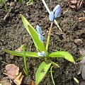 cebulice
