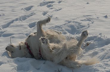 zabawy na śniegu #zwierzęta #psy #pies #GoldenRetriver