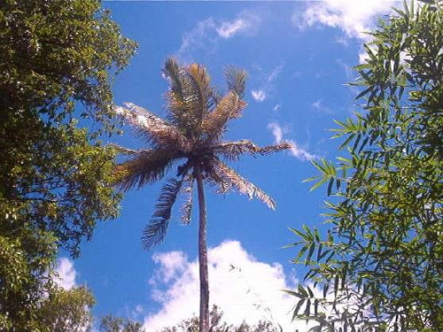 Palemka / Laudat / Dominica / Karaibik 2006 #palma #karaiby #dominica #wyspa #wakacje #drzewo
